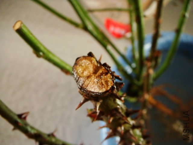 DSC01546.JPG