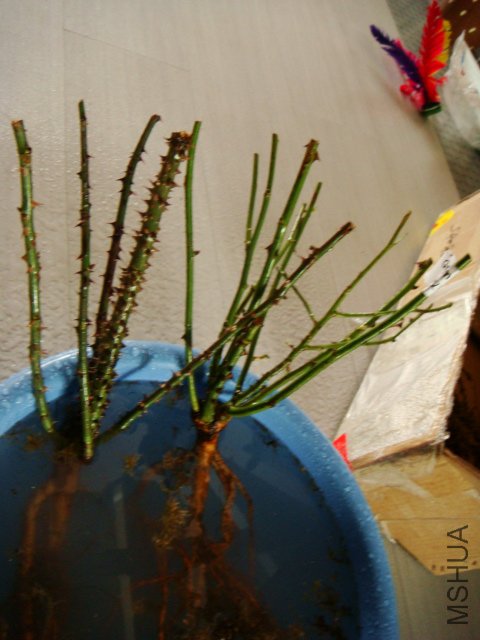 DSC01542.JPG