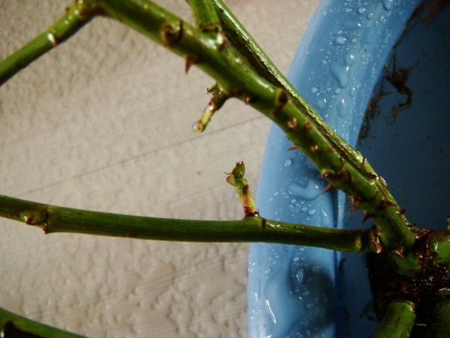DSC01549.JPG