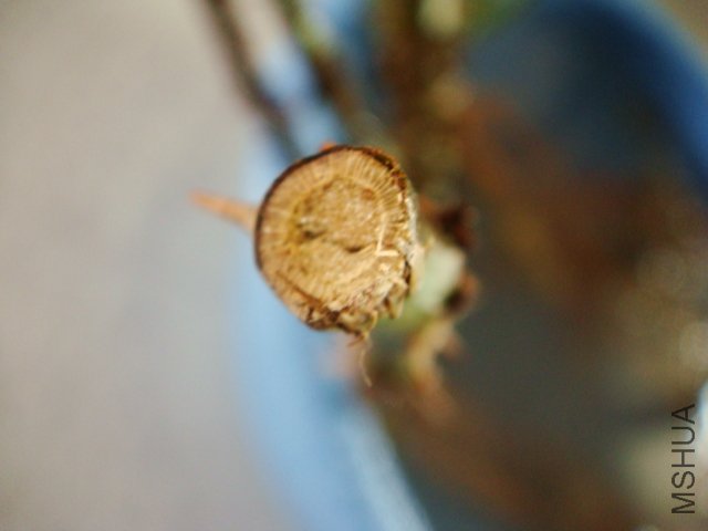DSC01547.JPG