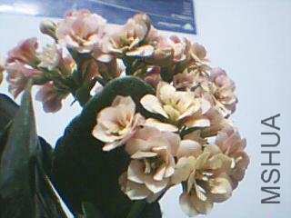 ͼƬ 009.jpg
