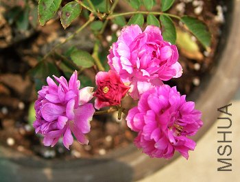 DSCF8939.jpg