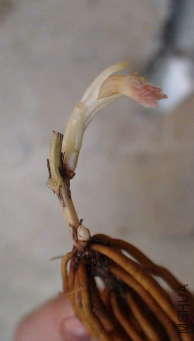 �����СѼ�ĶϿ�,�������۰�!