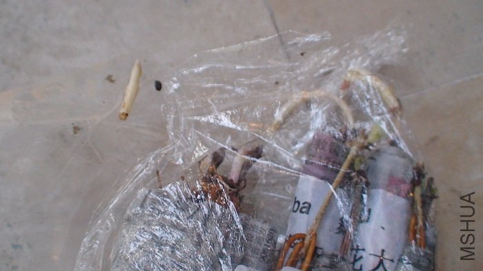 ����ȫ��, ������ѿ����? ��СѼ��.