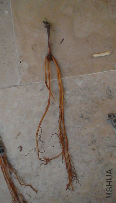 ������4����������10CM��ֻ��3����. �Ա߾���СѼ�Ķ�ѿ.