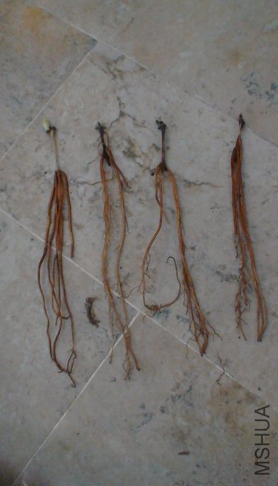 �Ŀ������Ӱ.��Ҫ���ϴ��ŵ�׳�統����Ѿ��������,����ֻ��3��������Ͳ�̫Զ��.�Ա�ǿ�Ұ�!