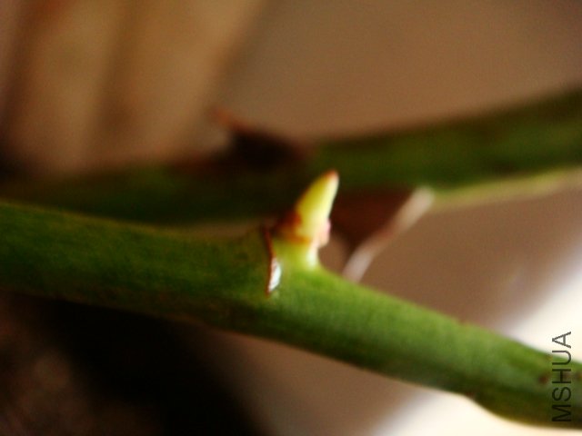 ������ѿ��