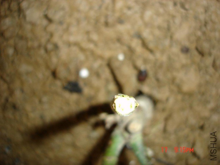 ֦��о��͸��