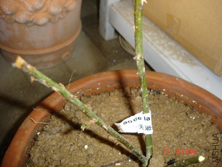 ��Ƭ0313 101.jpg