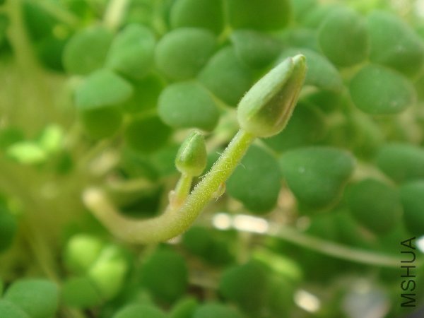 �����з��ֵ�˫��̥�������������