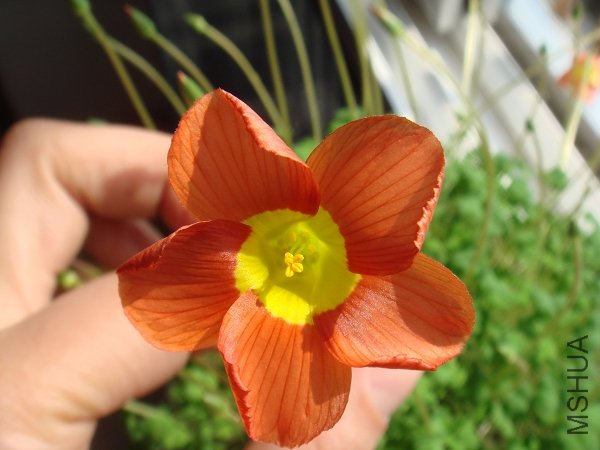 ���ڿ���