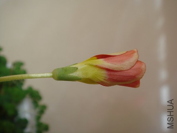 ����Ҫ����