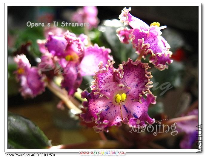 Operas Il Straniero.jpg