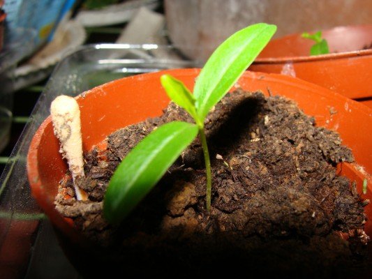 090317010.JPG