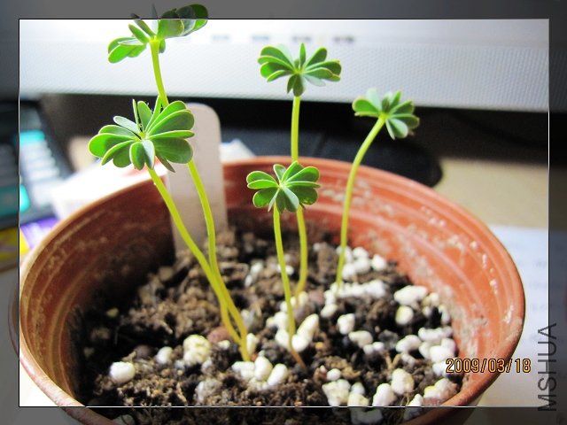 ����Oxalis enneaphylla 'Sheffield Swan'  ����ֻ��Ҷ��