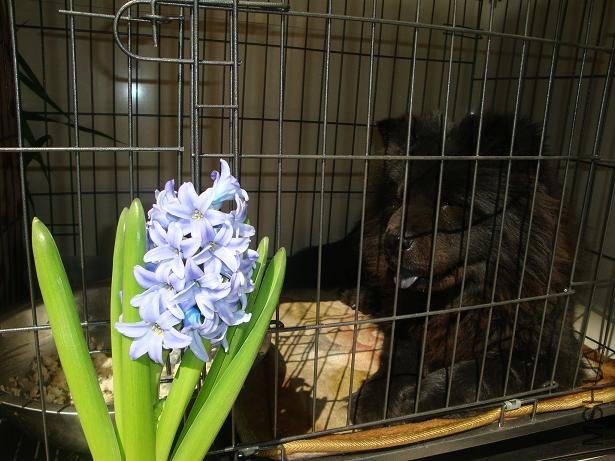 ����һֻ��