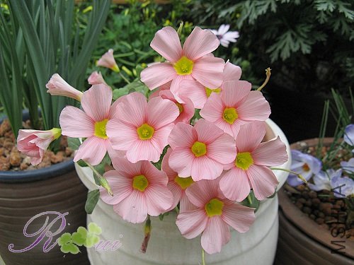 O'obtusa coral ��12.jpg