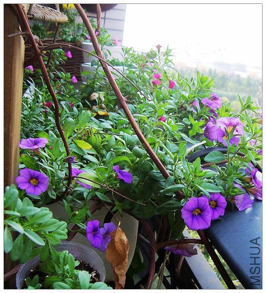 �Ӳ��濴��ȥ