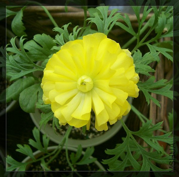 ���ڳ����Ļ�ëݢ