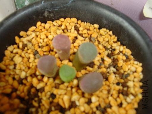 ����Ĳ�֪����