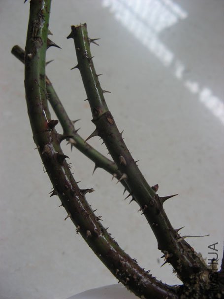 ��������ӹ���