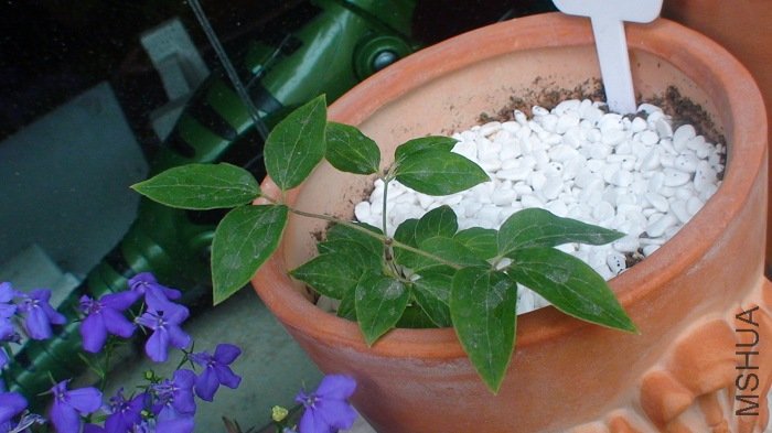 ��þ�����ʱֻ��3�����Ŀ��ɱ�,�򶥼�ή��,ֻժ��һ��.