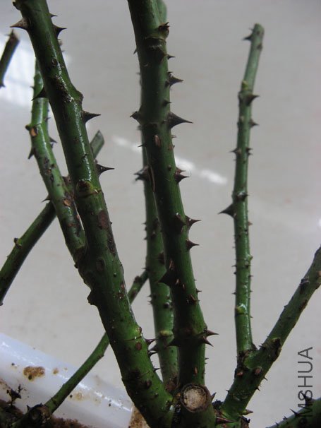 ���ڵ�����