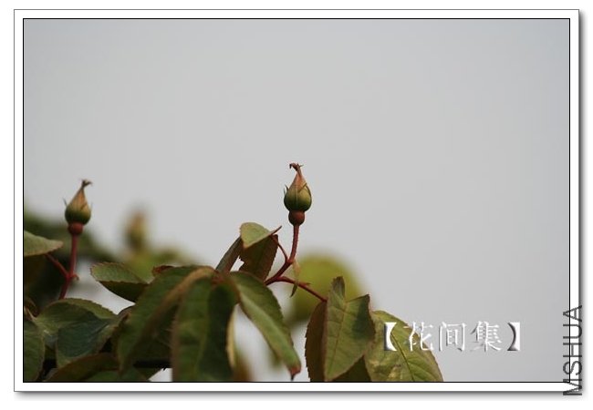 IMG_2509 ����.jpg