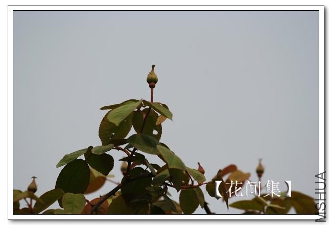 IMG_2508 ����.jpg