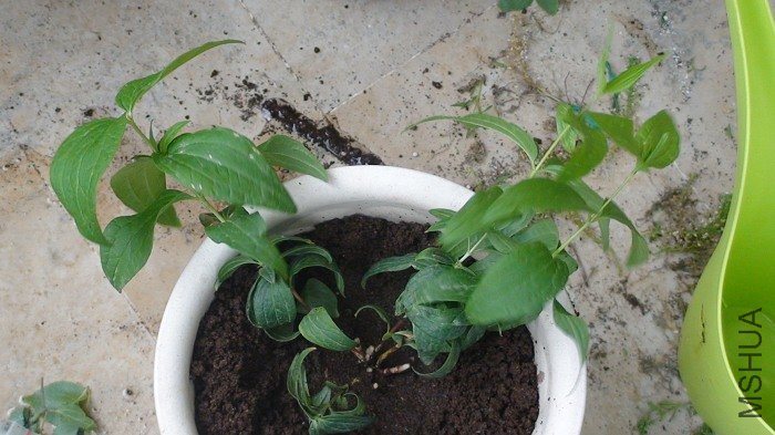 ���ǵ�������, ���Ϲ���֦, ���¾���6��ѿ!