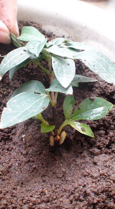 �ײ�������4����ѿ!����һ��.