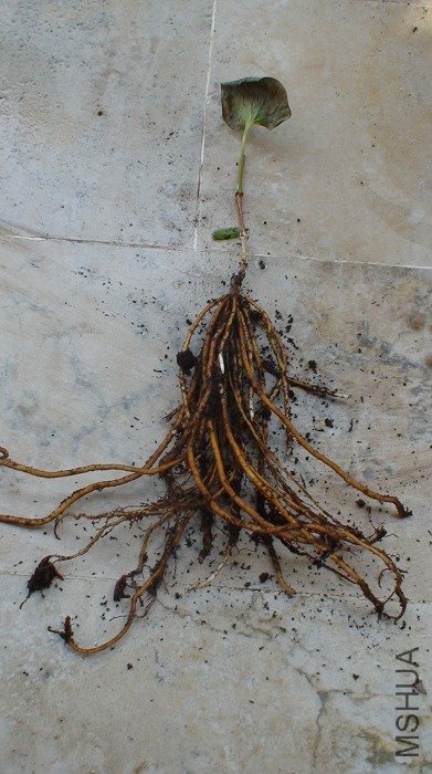 һ�����������, ��ǿ��, �������ĸ�ϵ��!