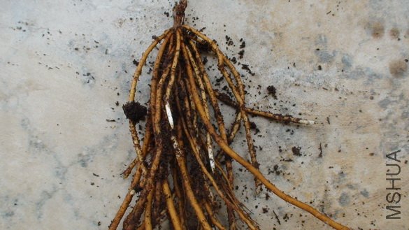 ��ϵ��д, �ܶ��ɫ�ĸ���, ���²������¶���, ����������ʱ�ĸ�ϵ״��.