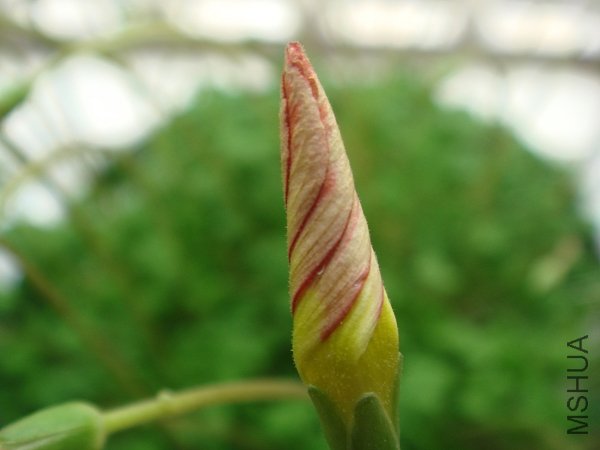 �����������ⷢ�֣������������������ɫ