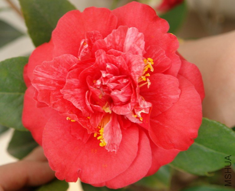 DSC021250000.JPG