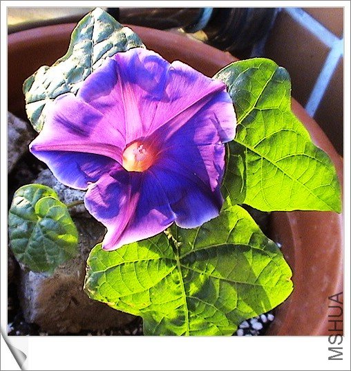 �ﲥ�Ľ۹�ţ,������ʮ��Ϳ���,����������һ������,���ڲſ�ʼ���³�Ҷ