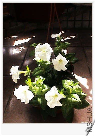 �ﲥ��ţ,����������,���е�С,����Ҳ����