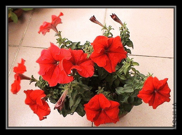 �����ţ,��ȥ��9�·��������������,����Խ��Խ����,��ɫ���컨����.���봺�����ֻ������������ҶҲ����Ϣ ...