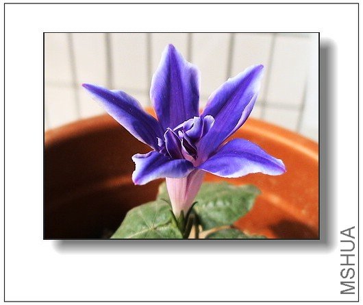 ����һ�����εĽ۹�ţ,��Ư��������ɫ