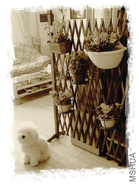 ��������Ǳ��ҷ���,С�һ������������ҧ��Щ����Ҷ,��������ֻ���ڻ�Ҷ������������ӡ,���Ǳ����ֳ���ס ...