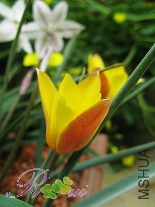 ԭ���� 11.jpg