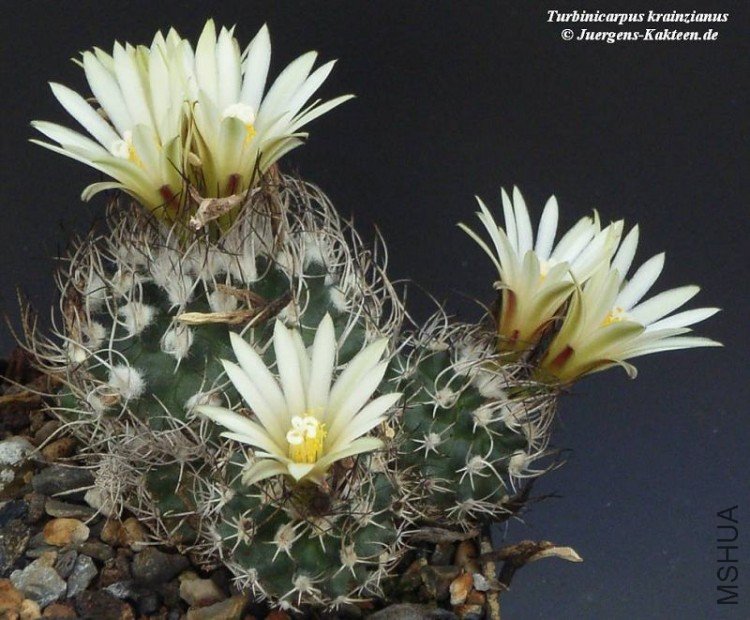 Turbinicarpus_krainzianus-XXL.jpg