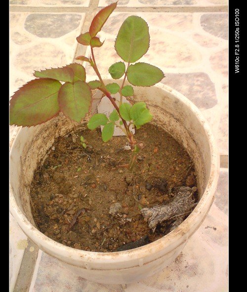 �������ѵ�õ��֦������