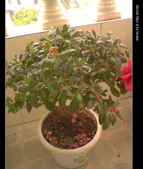 �ž� Ҷ�Ӻ���û���