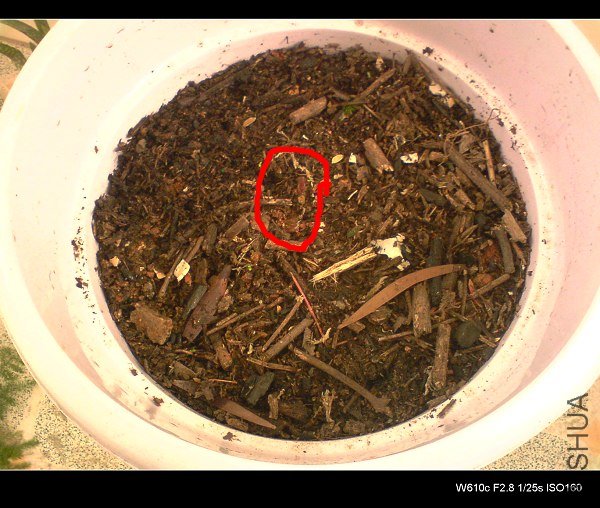 СѼ��ð��С�Դ�