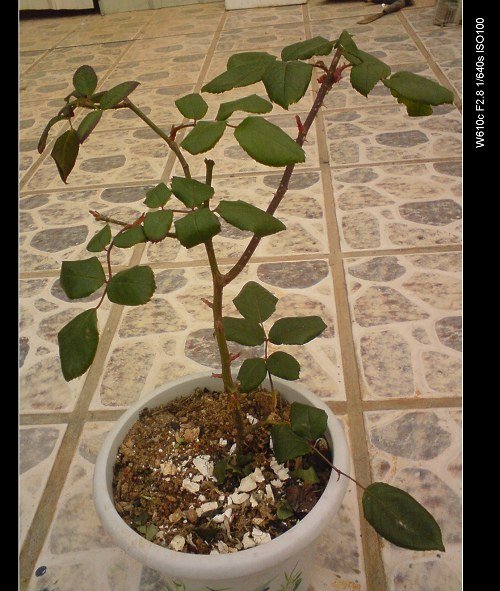 �����ȥ�궬��Ǥ��