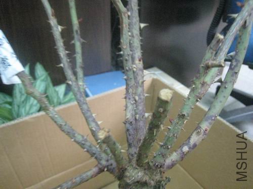 ������С ŷ�� 016.jpg