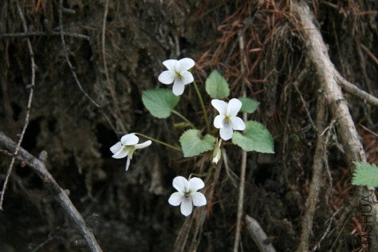 ĳ����������