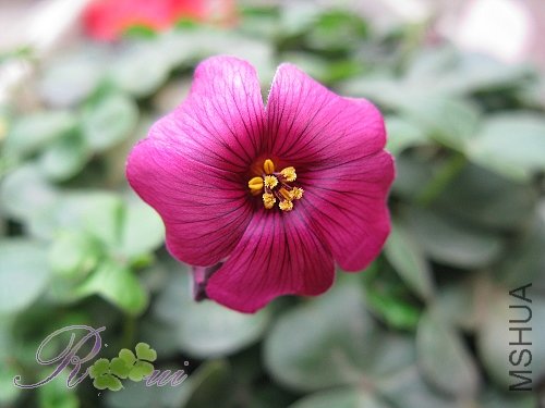 O'brasliensis 10.jpg