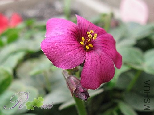 O'brasliensis 11.jpg